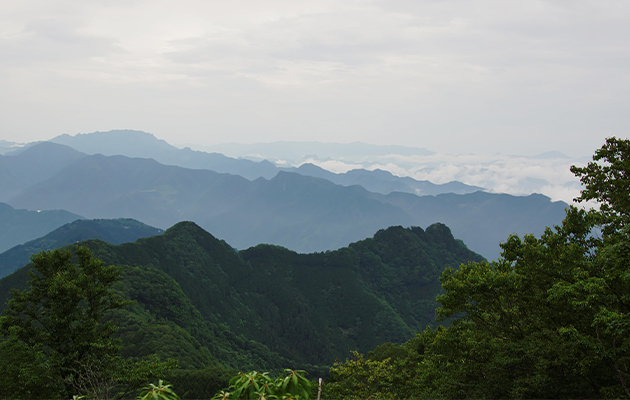 Smartworld Natures Court Green Landscapes