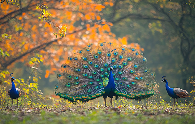 Smartworld Natures Court Eco Living